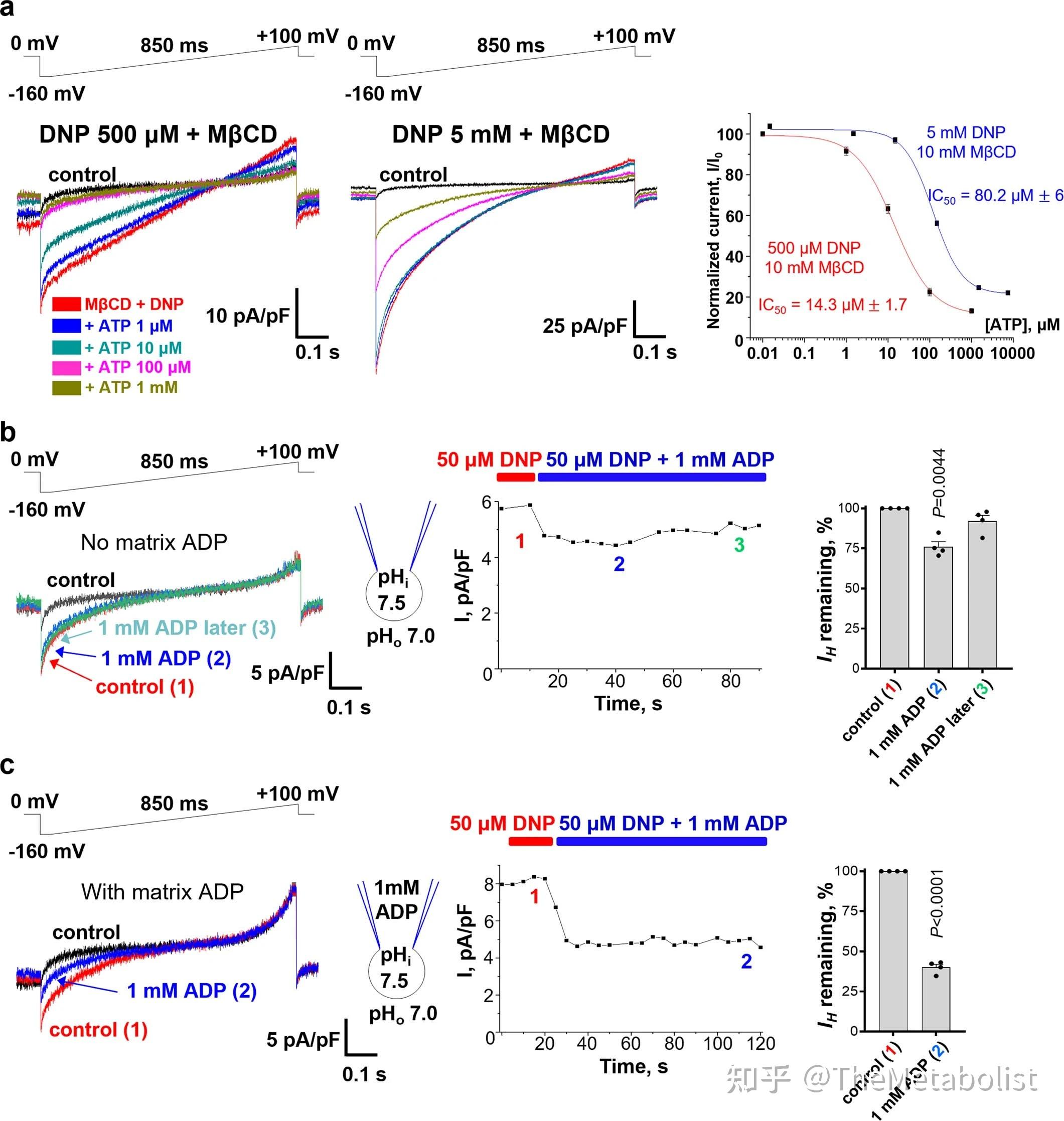 代谢学人--Nature:U,执行A计划!线粒体UCP1/AAC机制大揭秘 - 知乎