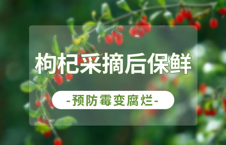枸杞鲜果采摘后如何预防腐烂霉变延长保质期? - 知乎