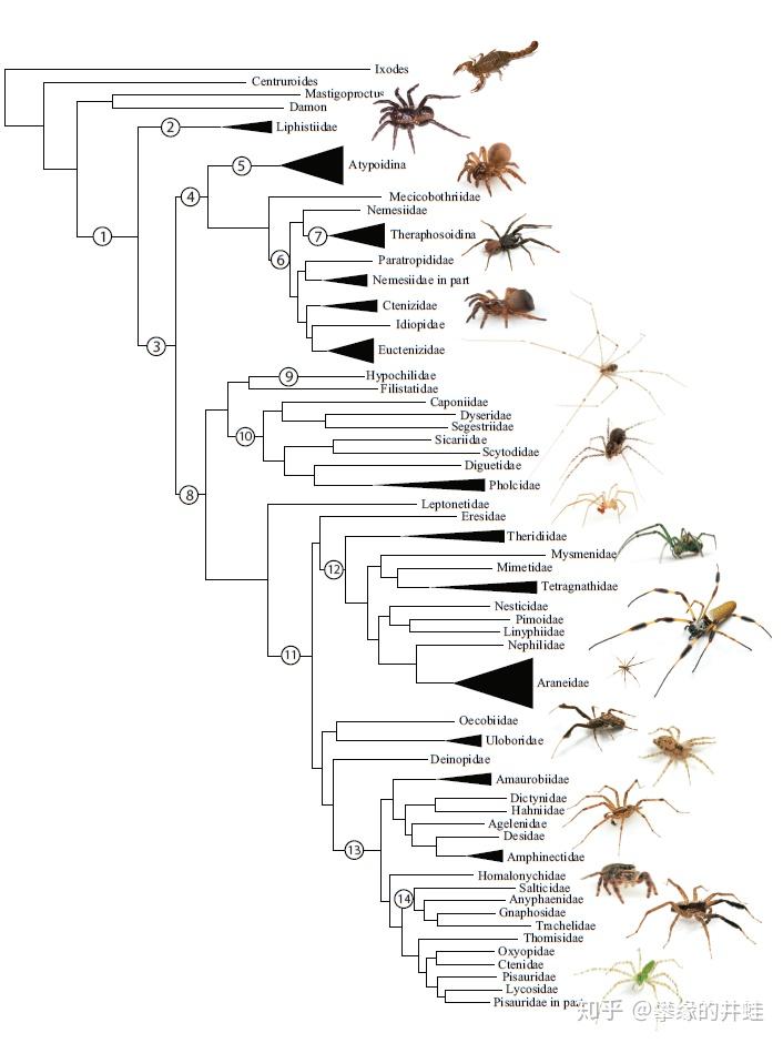 现存蜘蛛的演化关系谱图.它们是除昆虫之外最成功的陆生节肢动物.