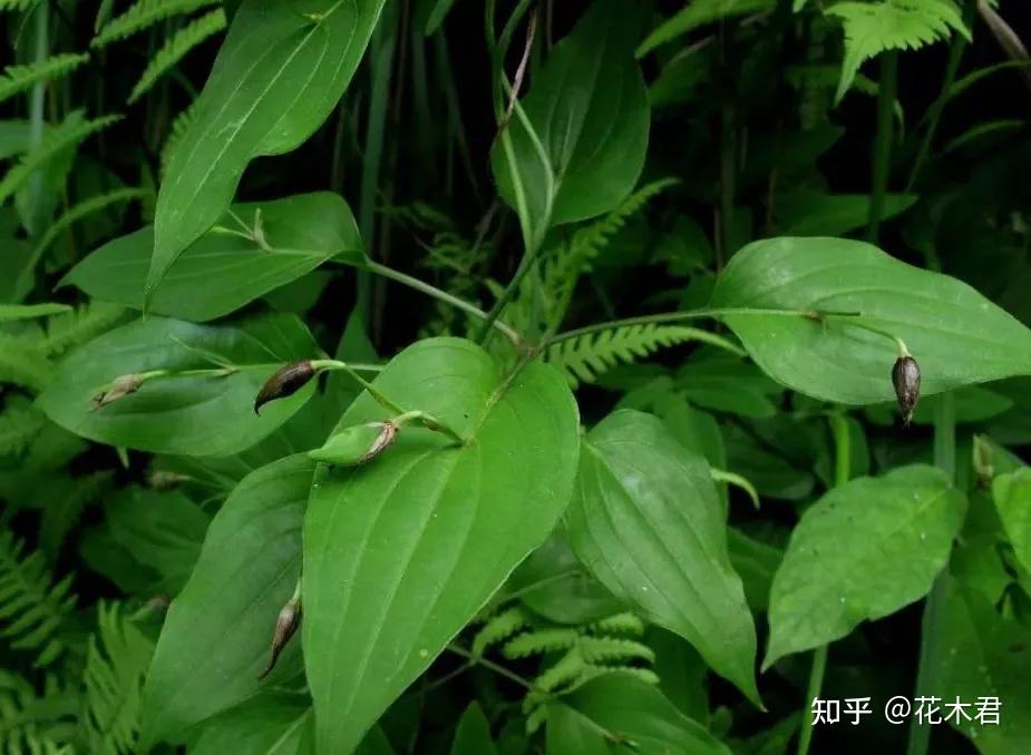 “叶上开花叶生株”——6类神奇的叶上花植物盘点 - 知乎