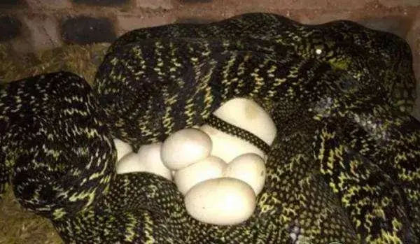 蛇是卵生还是胎生