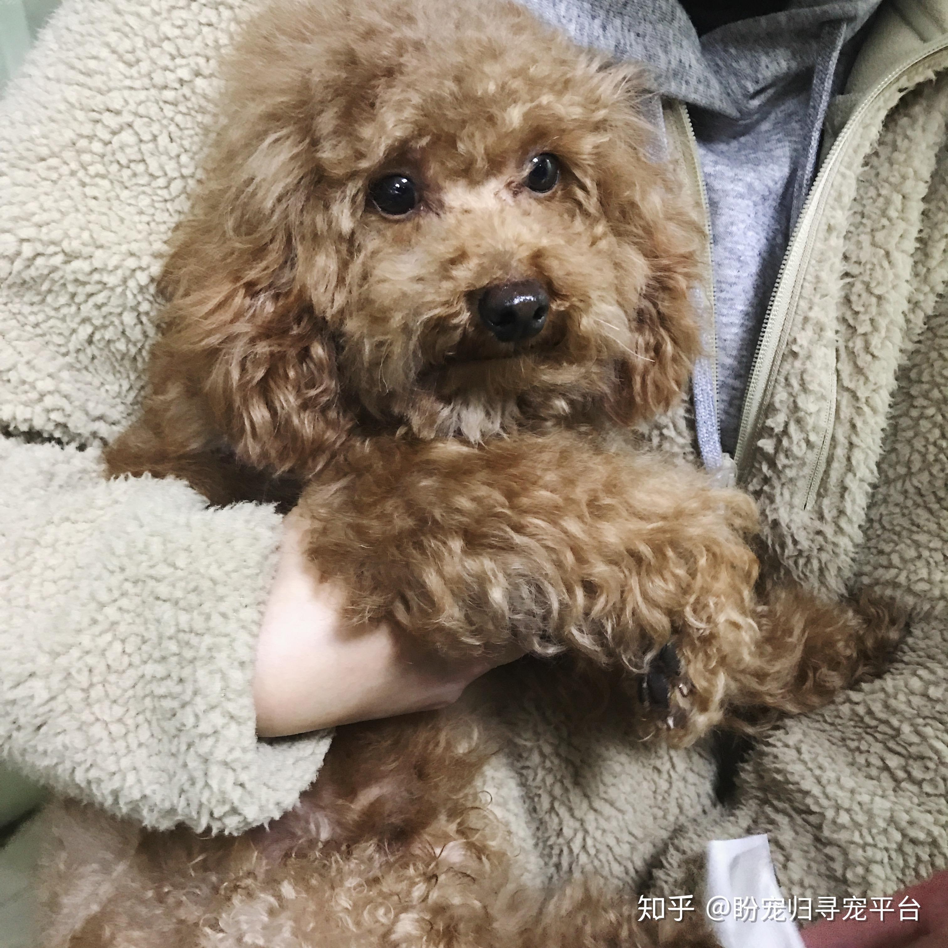 广州番禺里仁洞朝阳新区七街五号寻找浅棕色泰迪