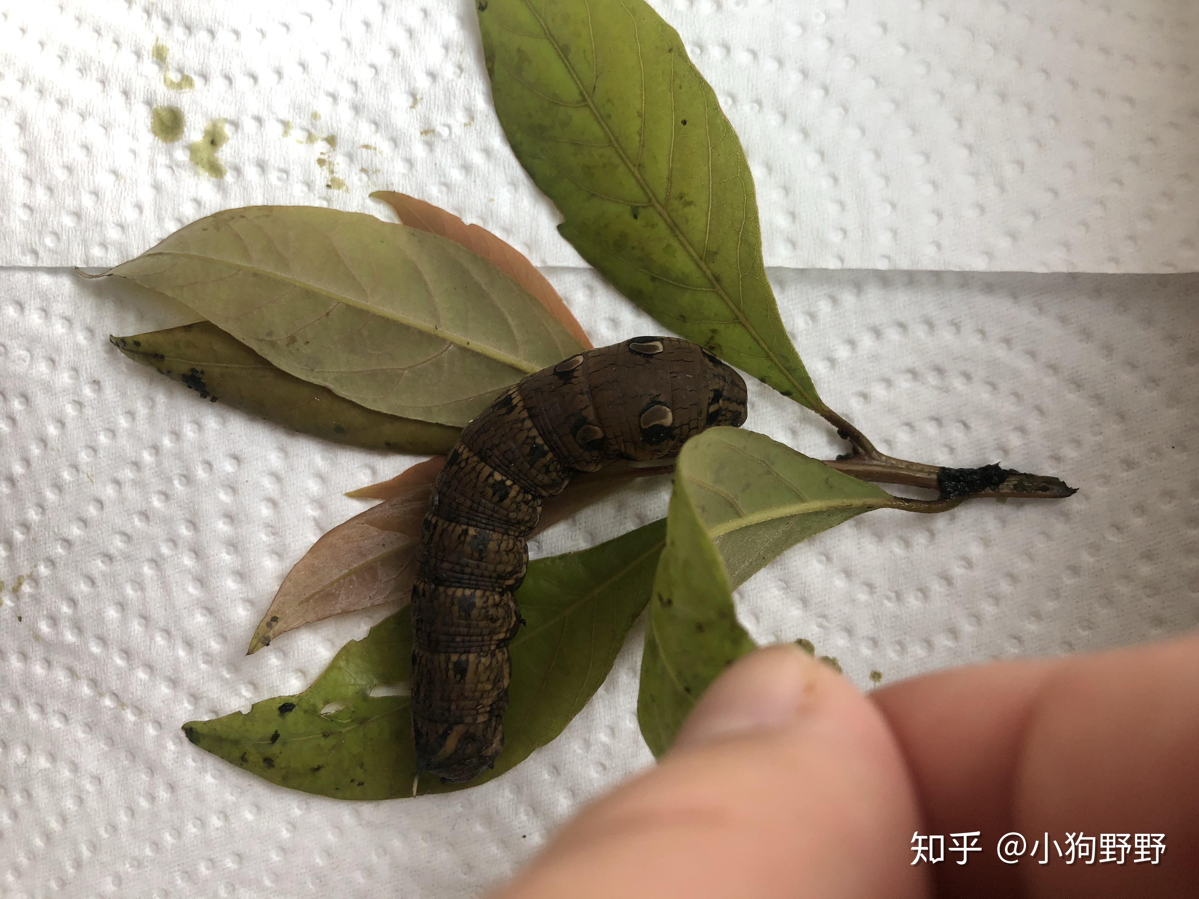 中国常见的蝴蝶幼虫图片