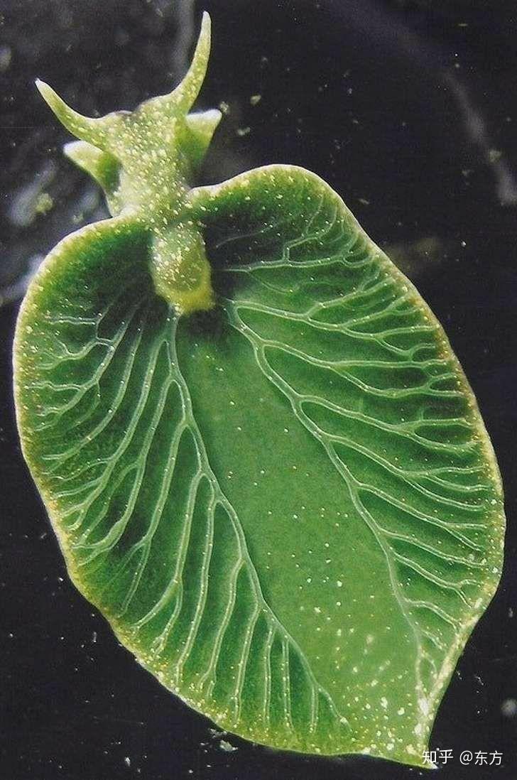 在进化史上有没有特别有趣或者奇葩的进化? - 知乎