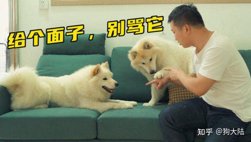 一旦狗有这6种行为,证明它早已恨透你了! - 知乎