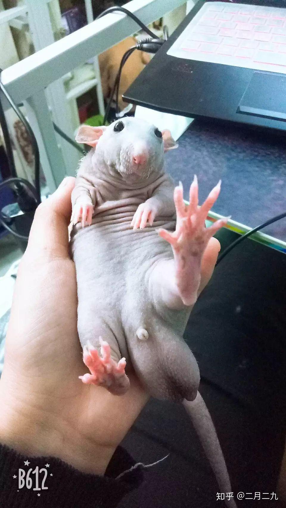 花枝鼠怎么辨别公母