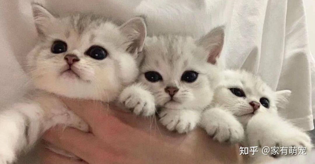 新手养猫要准备什么,较为全面的养猫用品 - 知乎