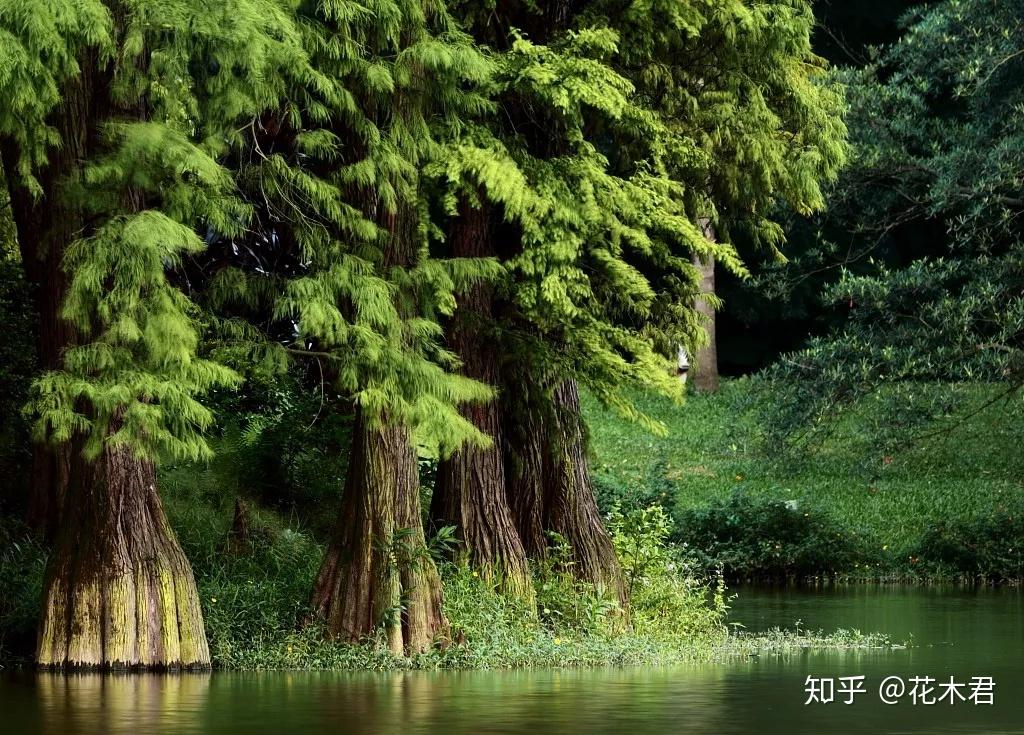 国家Ⅰ级濒危重点保护珍稀植物:水松 - 知乎