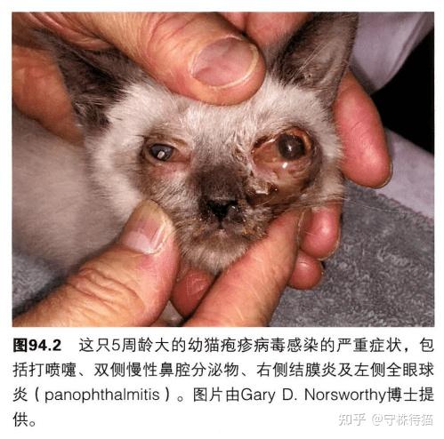 猫鼻支的早期症状图片