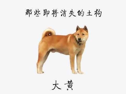 我们的大黄！中华田园犬 - 知乎