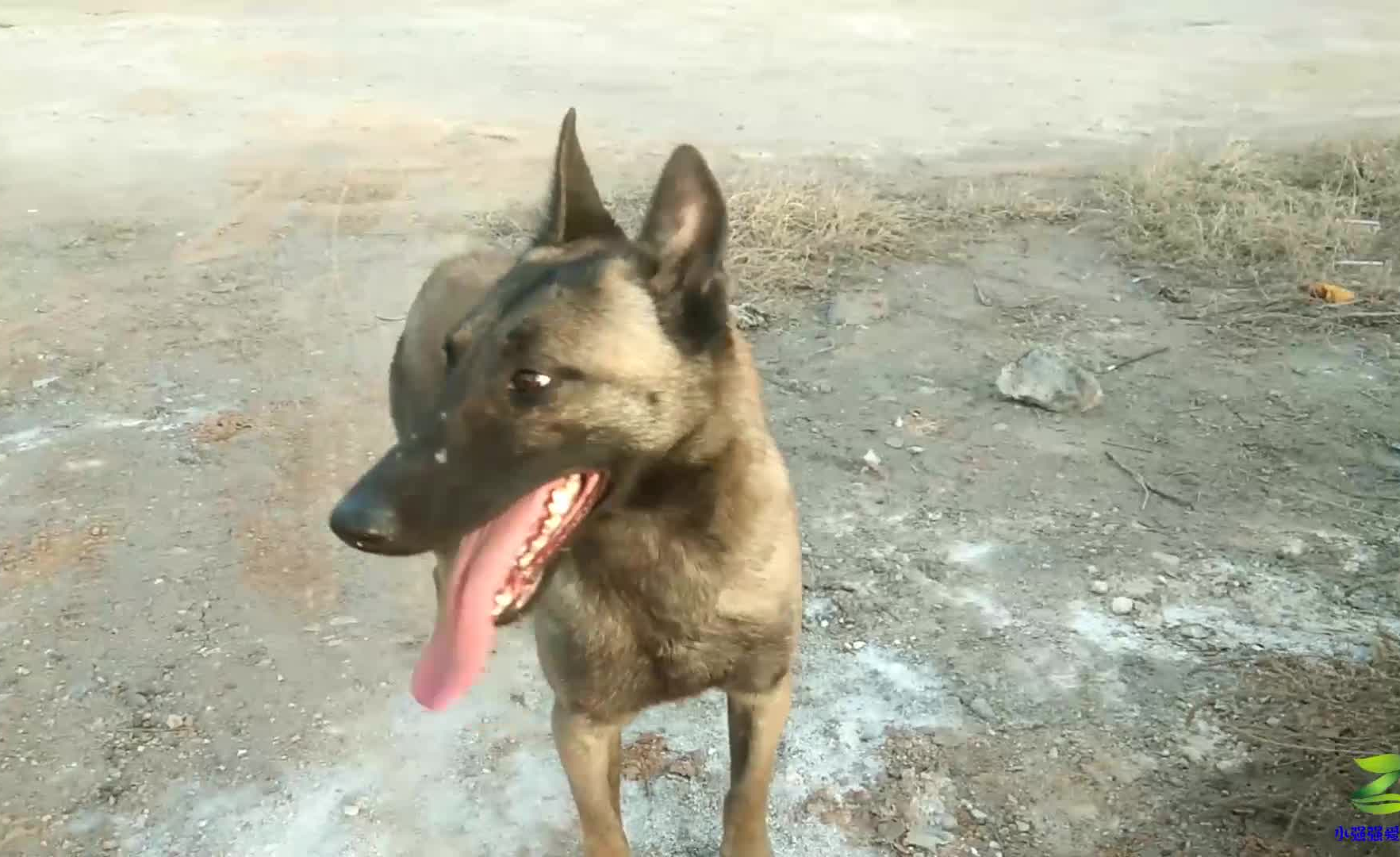 170块钱的马犬到底长啥样今天小伙就带你见识一下看看怎么样