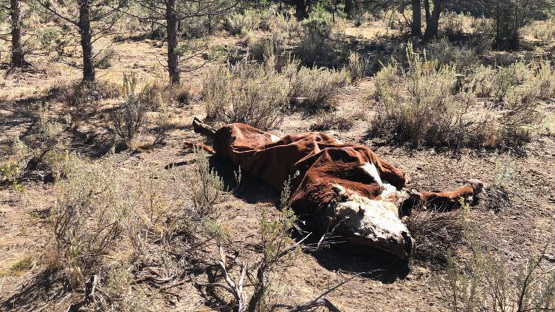 为什么屠牛事件的一种理论说是腐尸被啮齿类动物噬咬造成的?