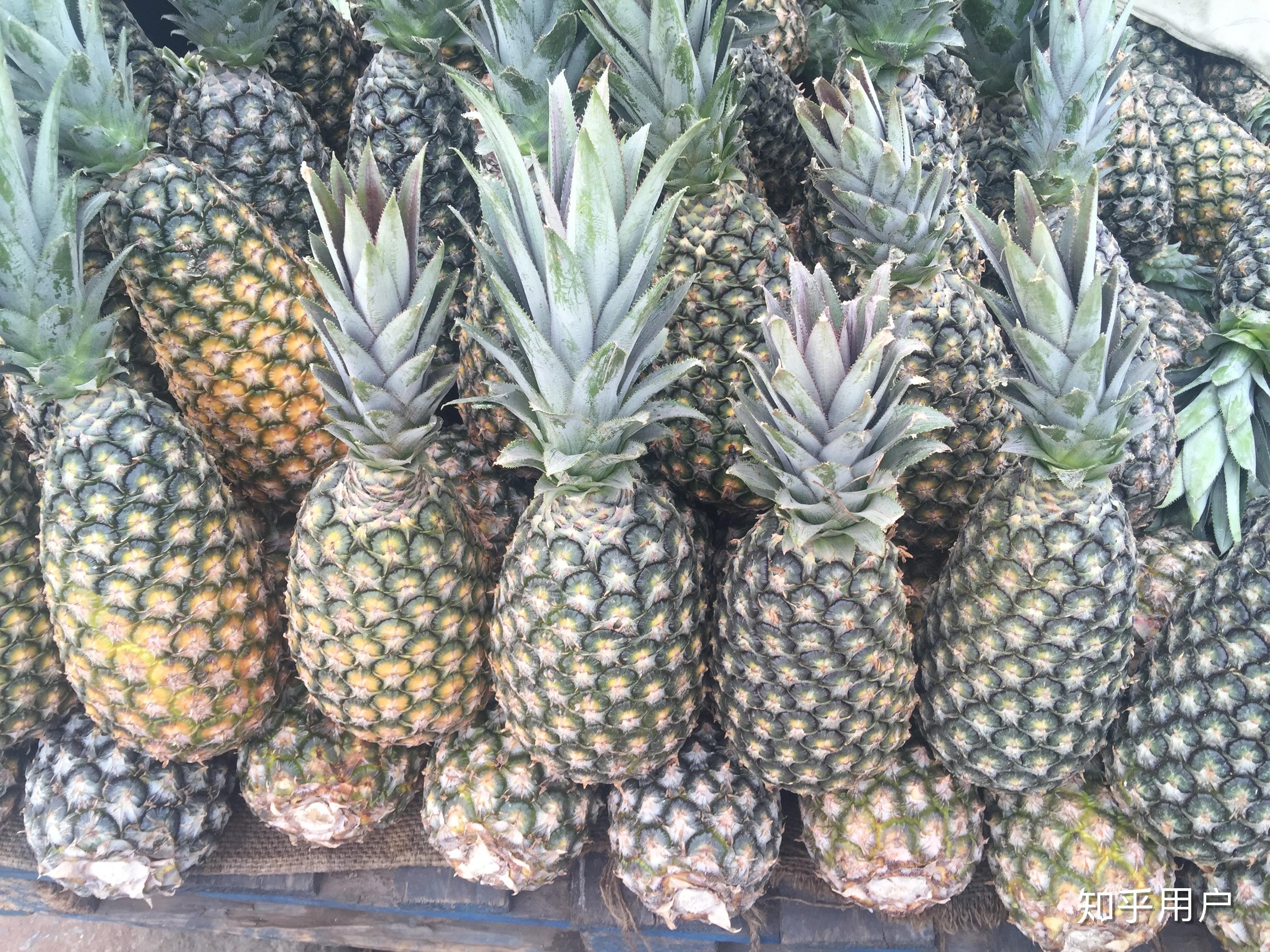 菠萝怎么吃不会麻舌头 v2-a899604e085896ac68c989ea666af2eb_r.jpg