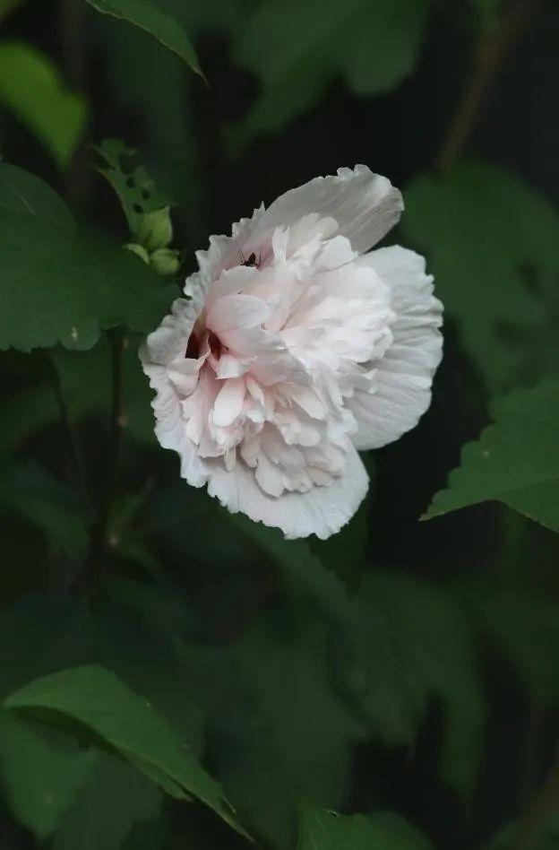 从“朝开暮落”到“可盐可甜”的槿丨花花万物 - 知乎