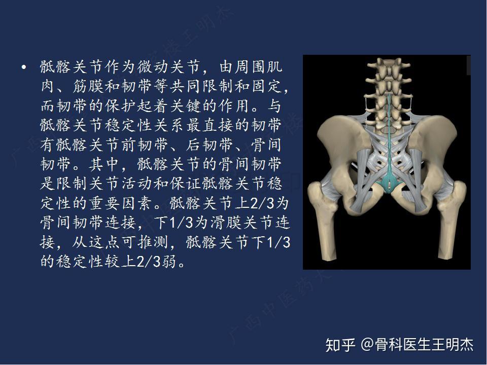 骶髂关节具有较强的稳定性,而其稳定性与骶髂关节韧带和骶髂关节面的