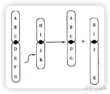 3.5.2 染色体结构畸变 - 知乎