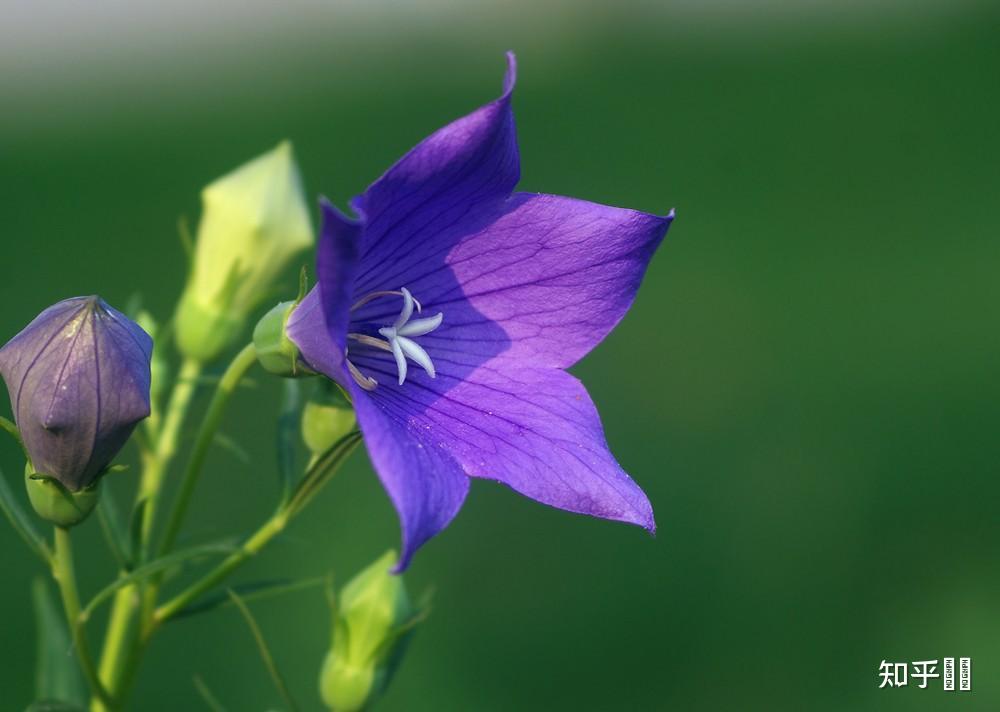 新手怎麼養桔梗花