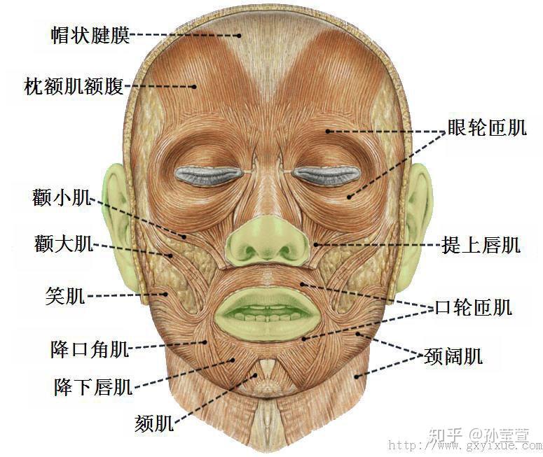 你们的面瘫好了么