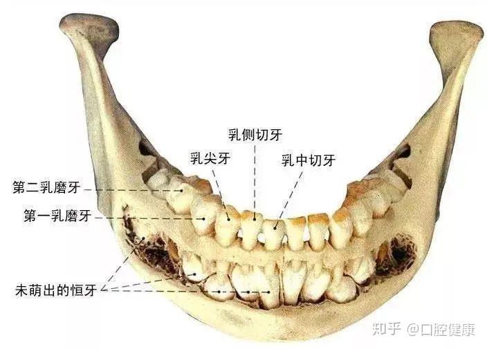 牙齿外展隙解剖图片图片