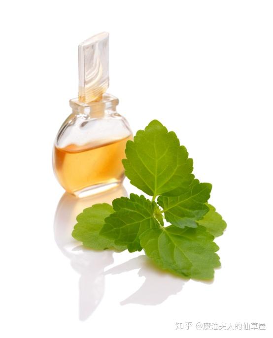草本精油1广藿香接地气的再生力量
