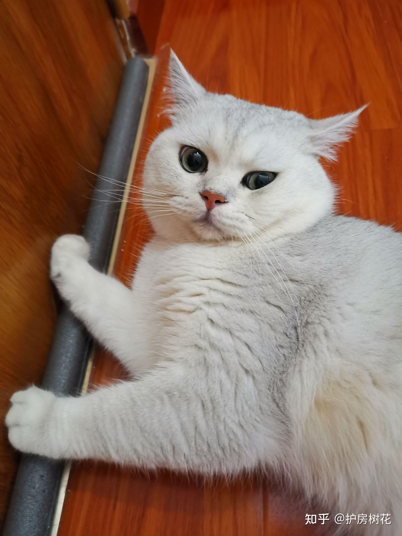 银渐层猫猫长大后会和小时候一样可爱吗