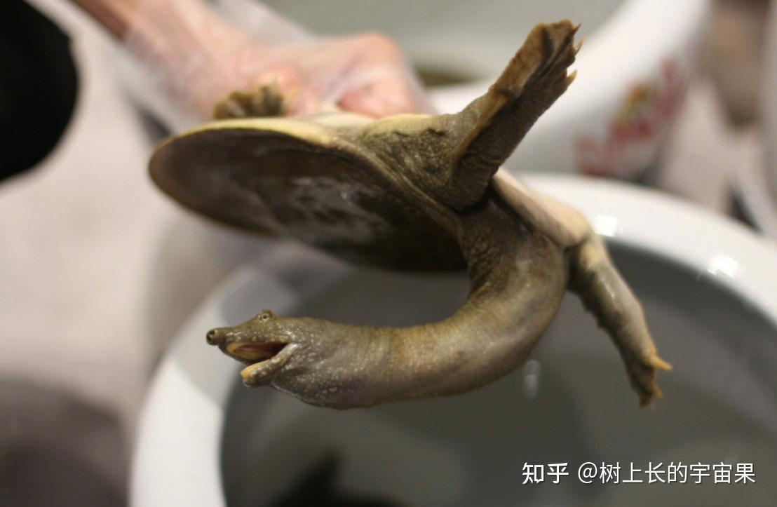 蚊子叮咬甲鱼后,为什么甲鱼必死?