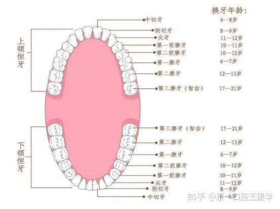 拔牙做了牙齿正畸之后,只剩24颗牙是怎样的体验? - 知乎