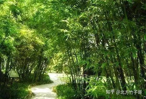 北方竹子哥：胸有成竹丨竹子在园林中的运用方式【收藏】 - 知乎