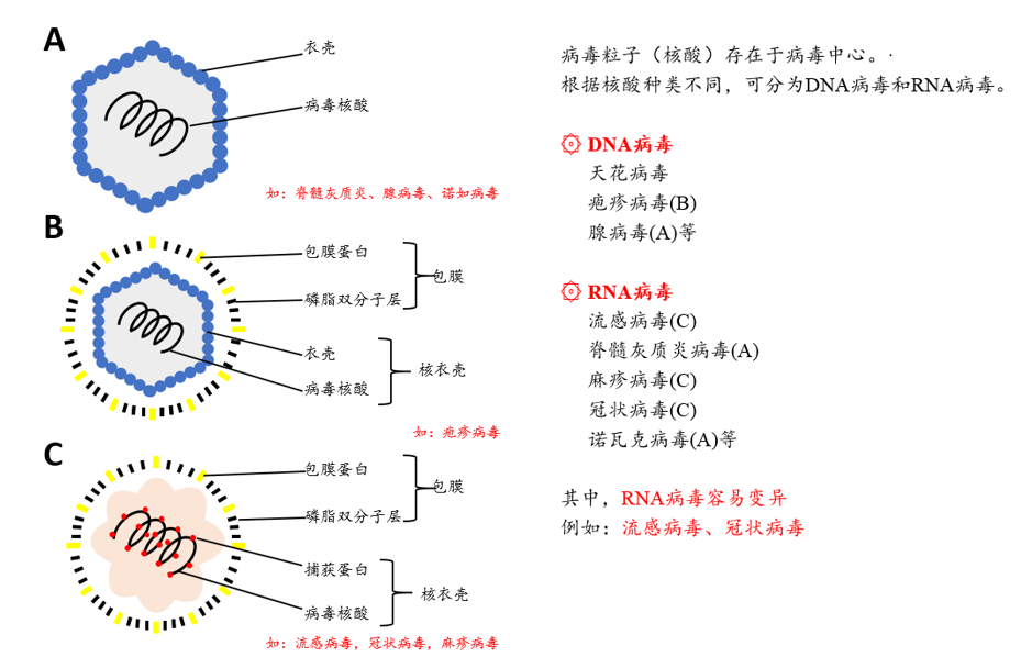 病毒结构示意图及功能图片