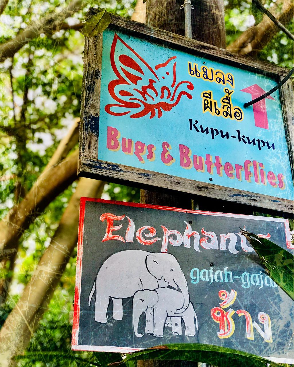 白蝴蝶什么作用