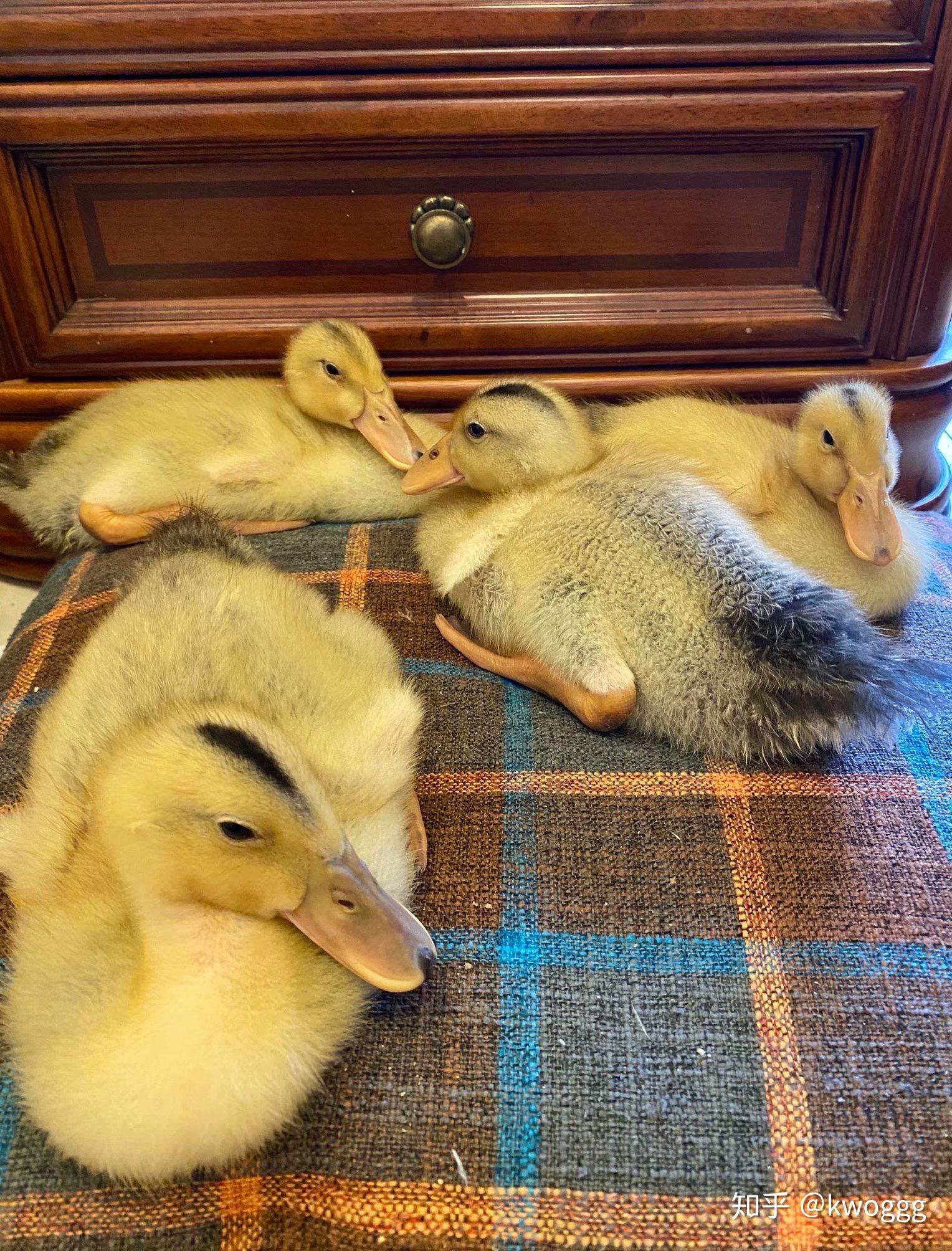 先记下养小鸭的几点注意:喂凉开水或纯净水,不要自来水.