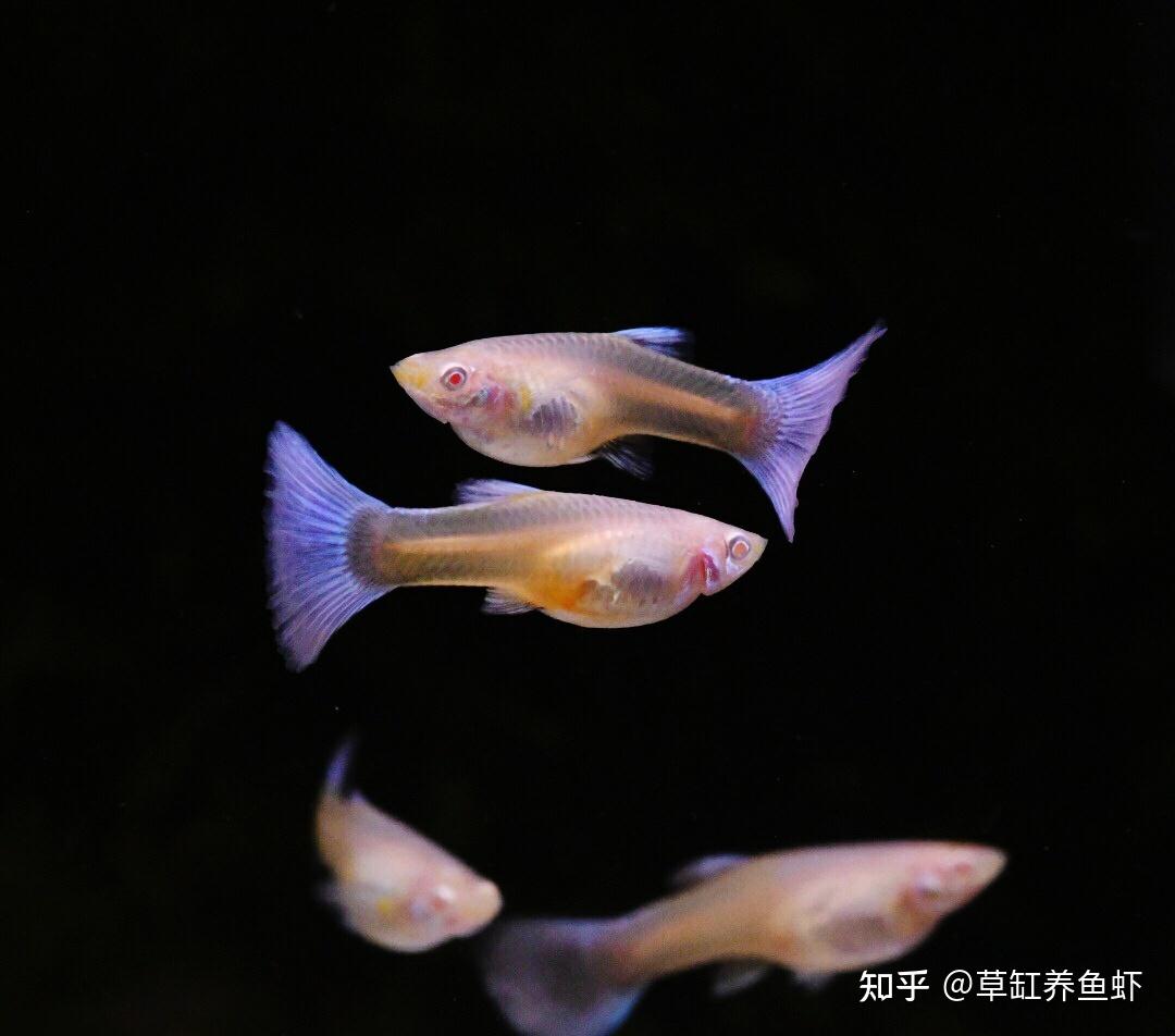 哪種觀賞魚最能生想體驗觀賞魚繁殖的魚友一定要養孔雀魚真的很能生