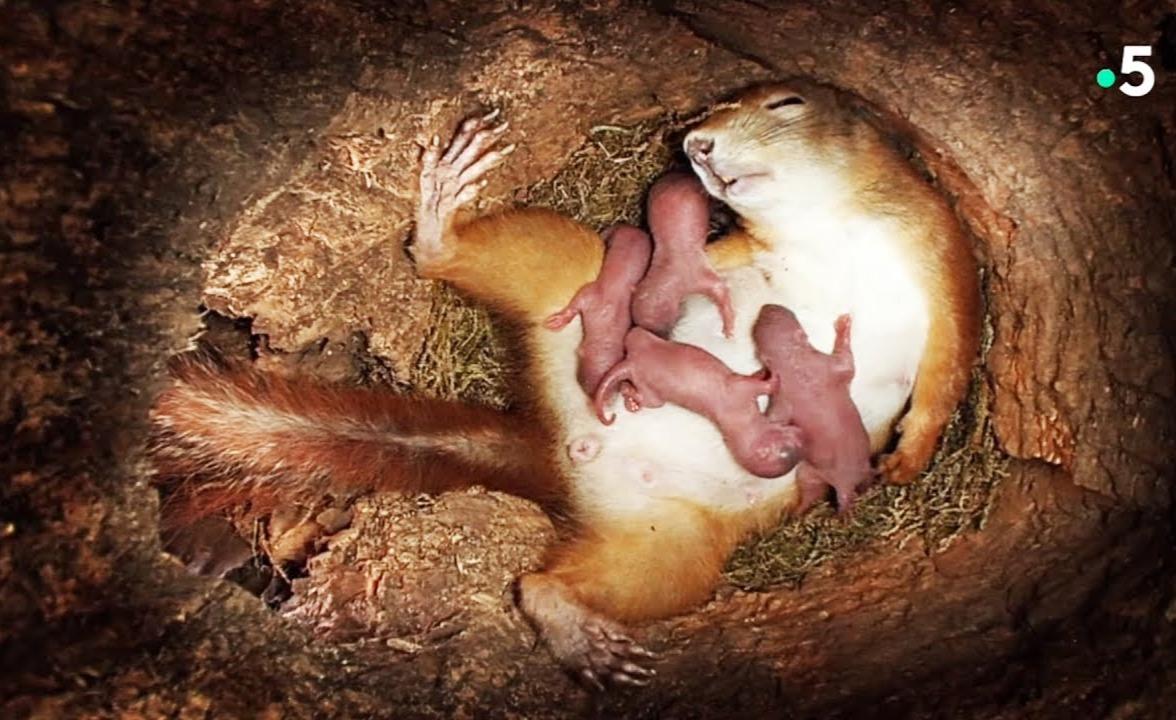 拍摄时碰上一只野生北极狐宝宝