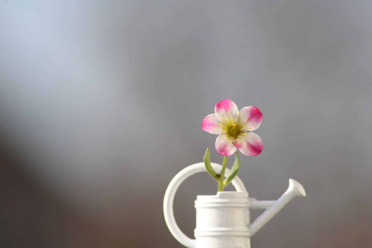 牡丹花用什么肥料