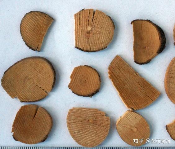 带你识别乌药 - 知乎