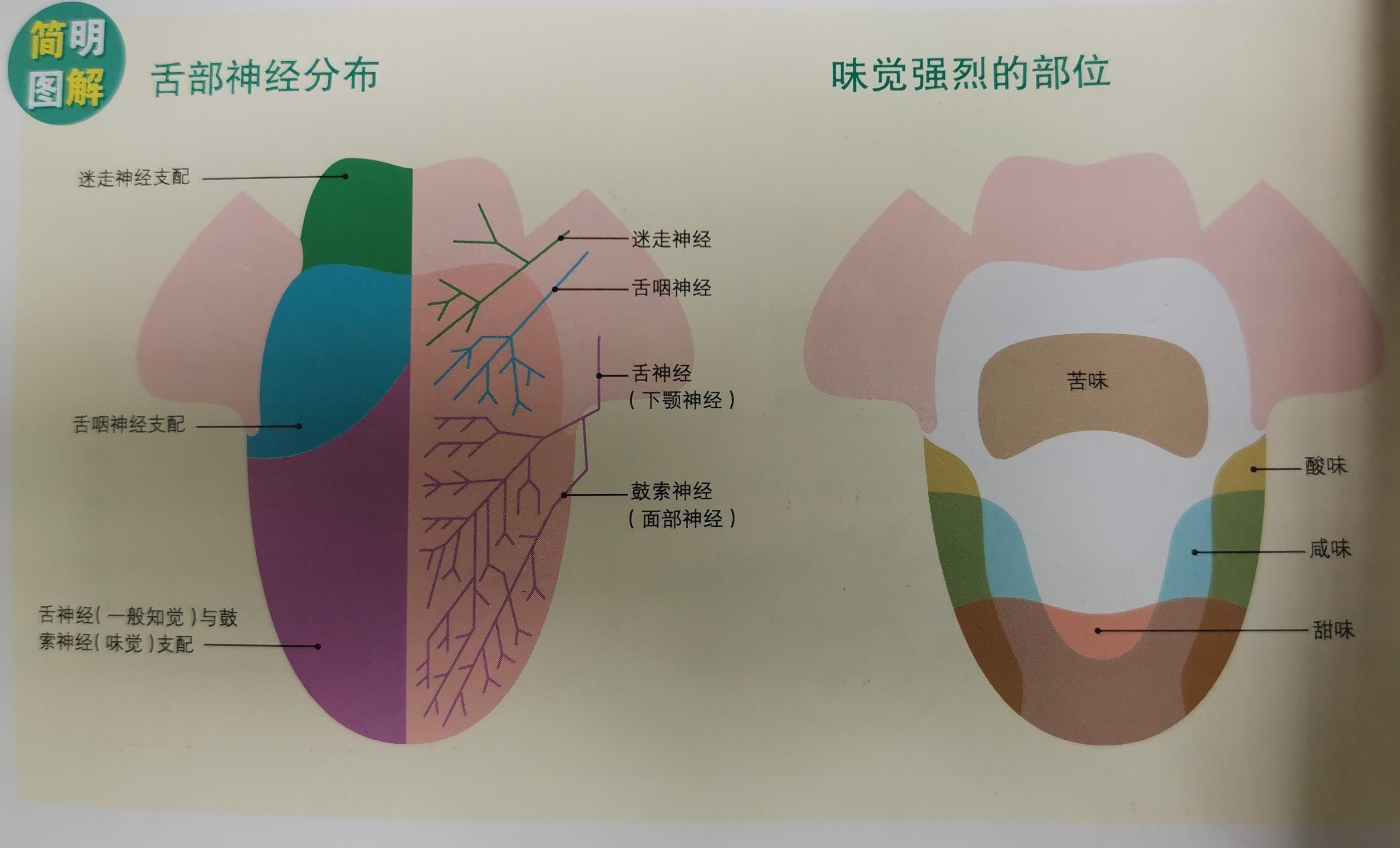 舌头上的味觉分布是怎样的