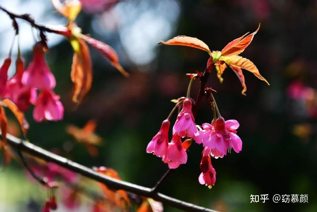 春季常见樱花有哪些?如何区分早樱、中樱、晚樱? - 知乎