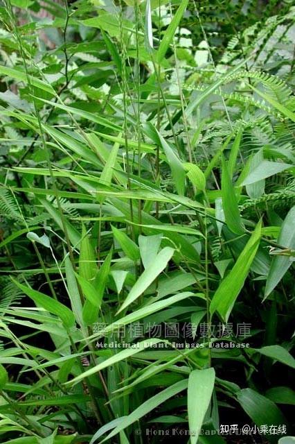 淡竹叶(中药材资料、植物图像、含淡竹叶的中成药) - 知乎