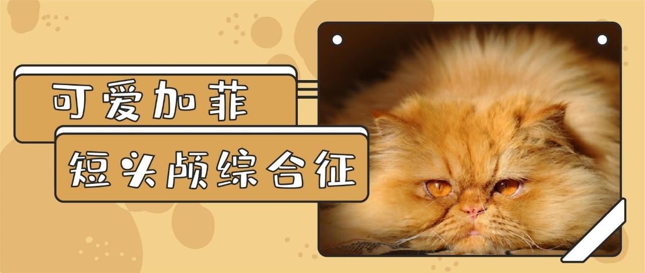 扁脸猫日常养护易出现4种情况 铲屎官该如何应对 知乎 扁脸猫日常养护易出现4种情况 铲屎官该如何应对 知乎