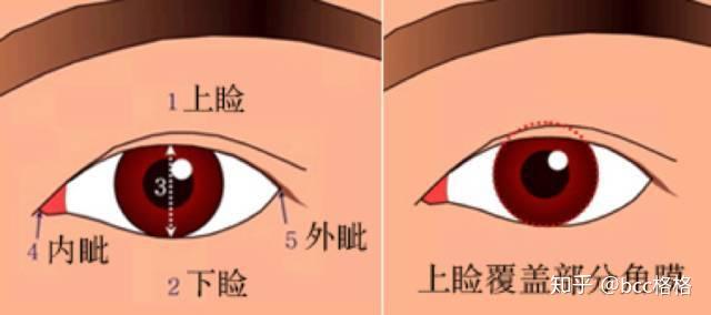 没有好好看完这篇文章，你敢去割双眼皮？ - 知乎