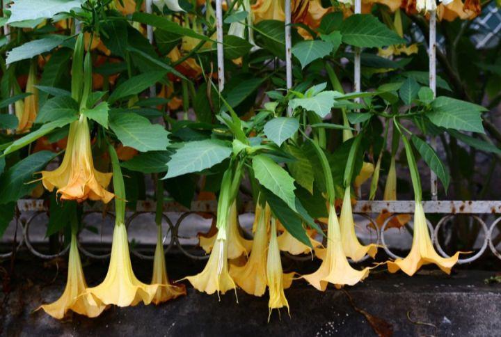 这15种 大毒花 生活中很常见 遇见了别触碰 知乎