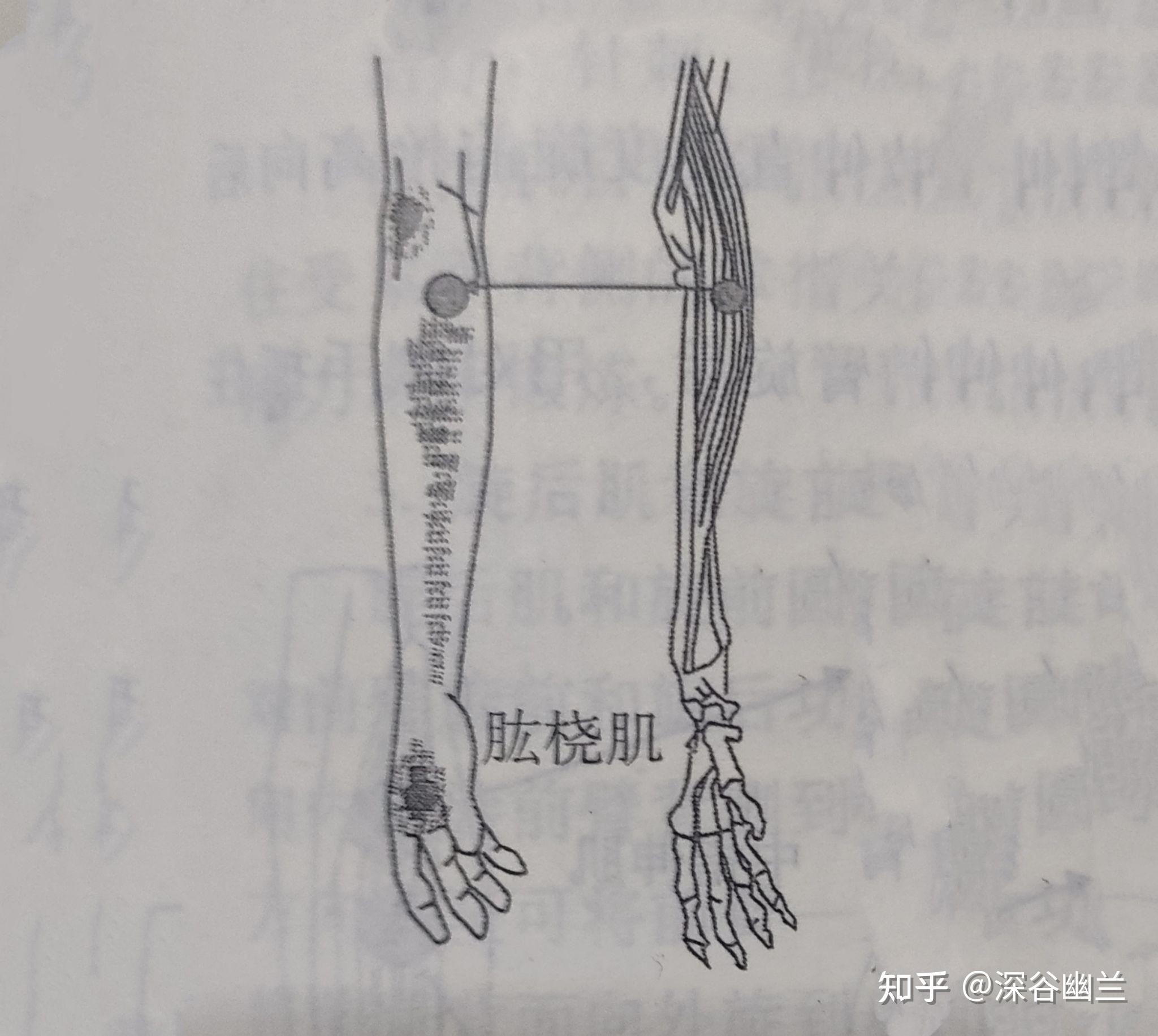 通过解剖手五里穴查病因 - 知乎
