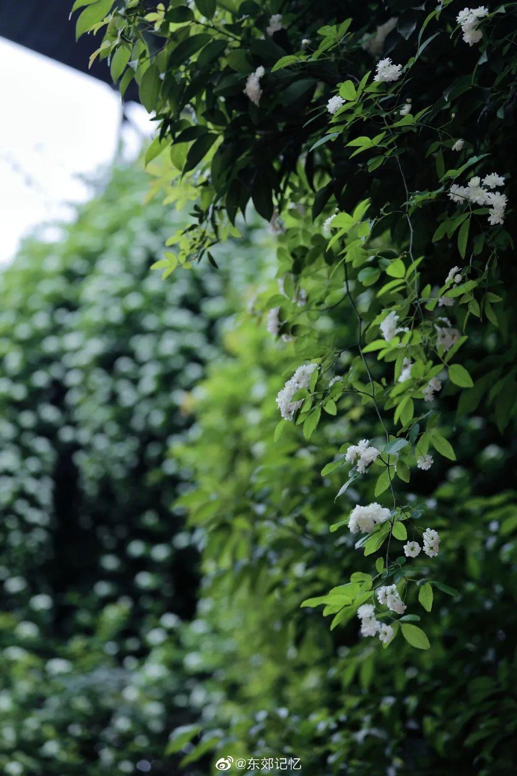 多图实拍成都七里香花开成瀑