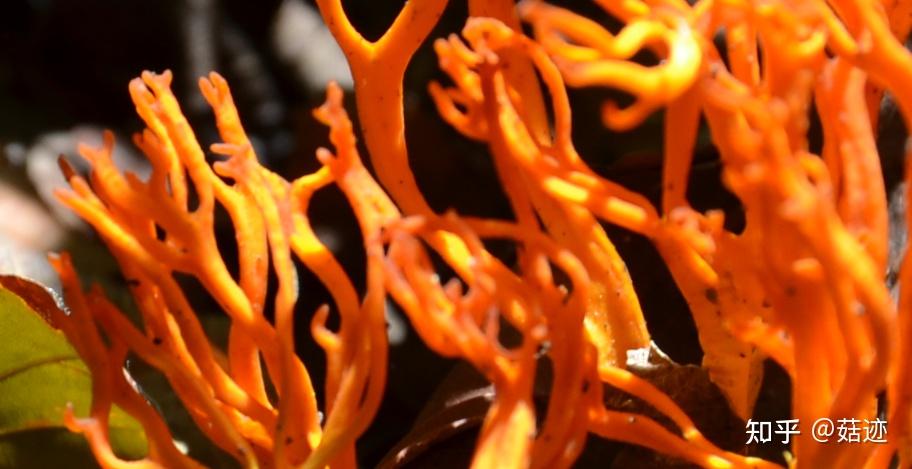 菇迹——橘色枝瑚菌