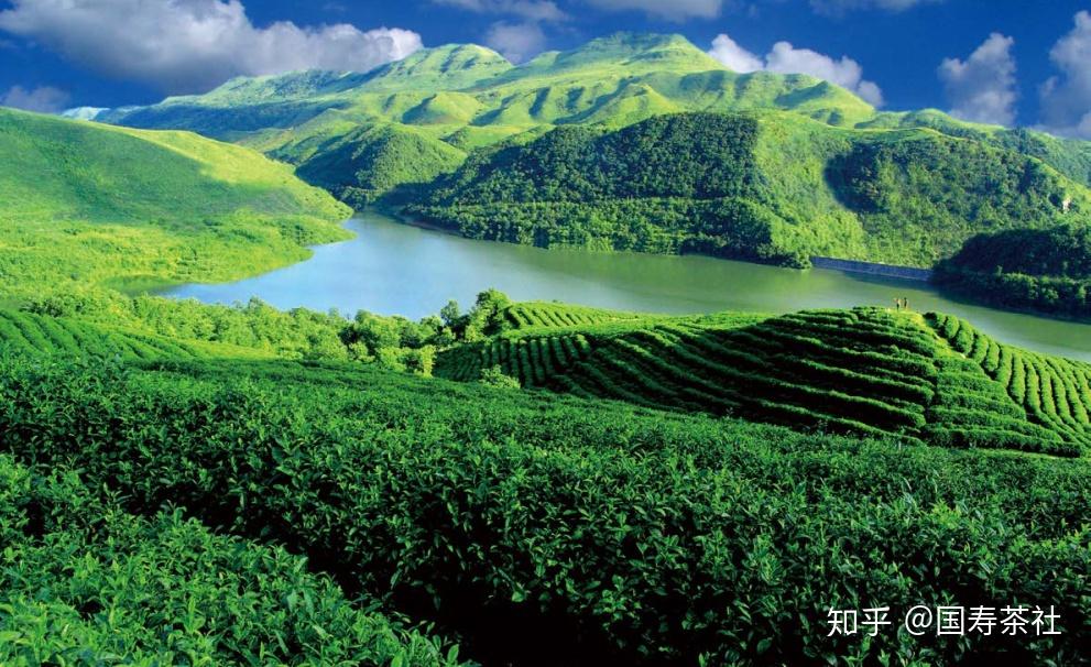 遵义红茶:从古道西风到现代茗香