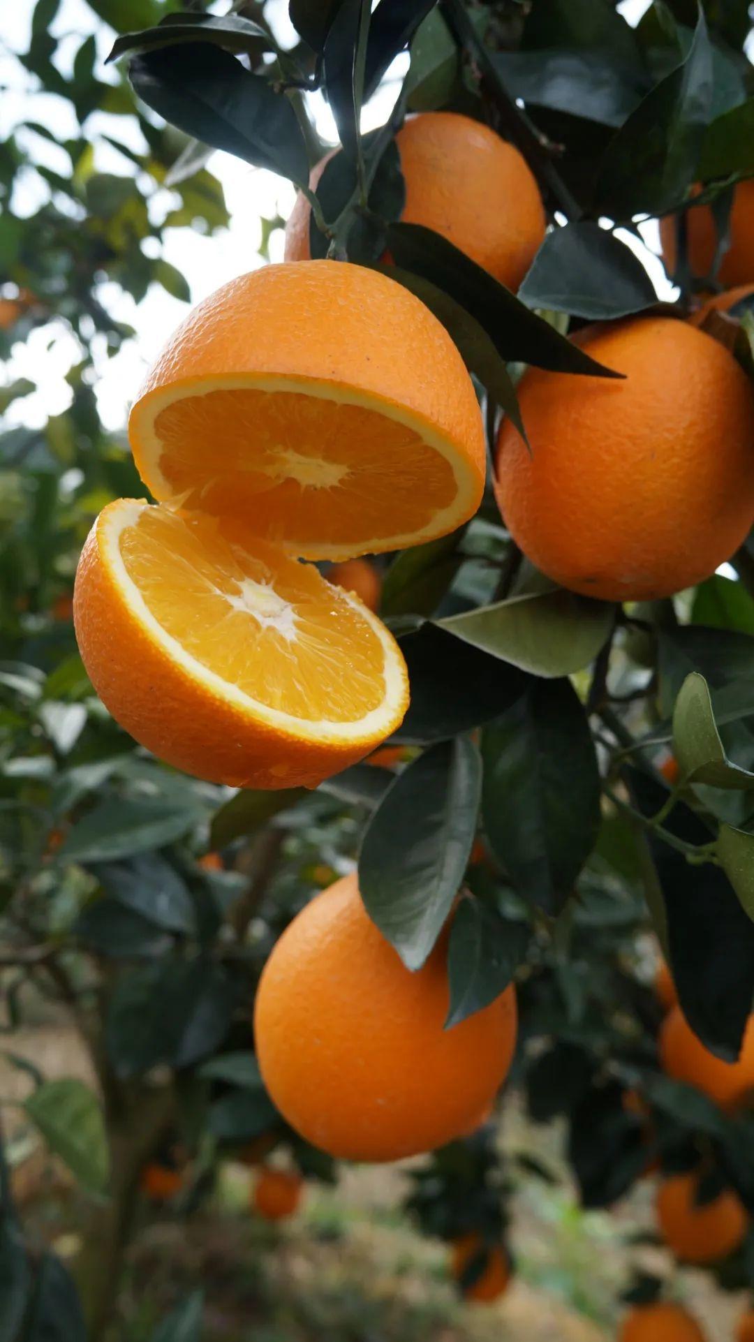 为什么吃脐橙都选赣南脐橙