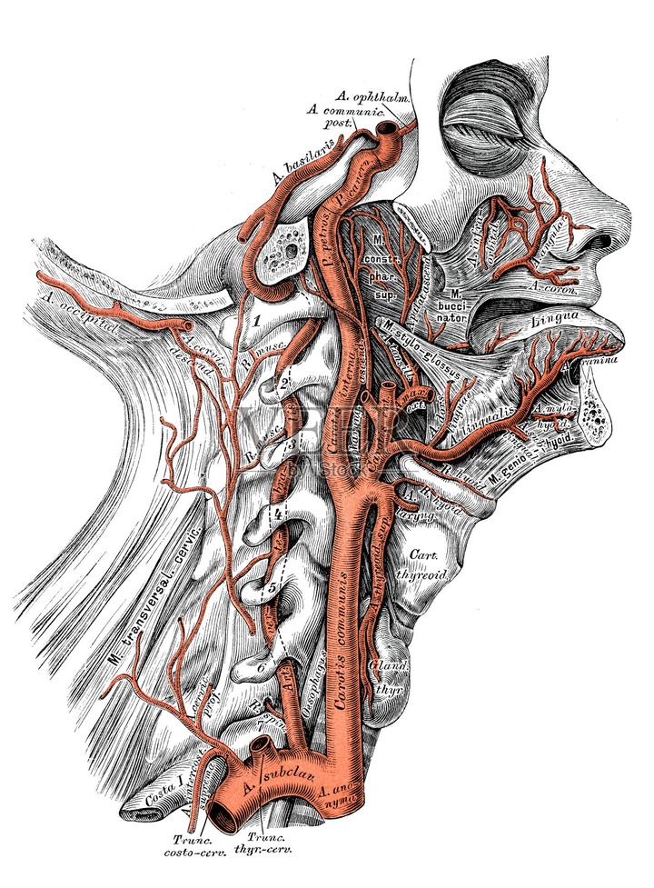 颈内动脉7分段示意图图片