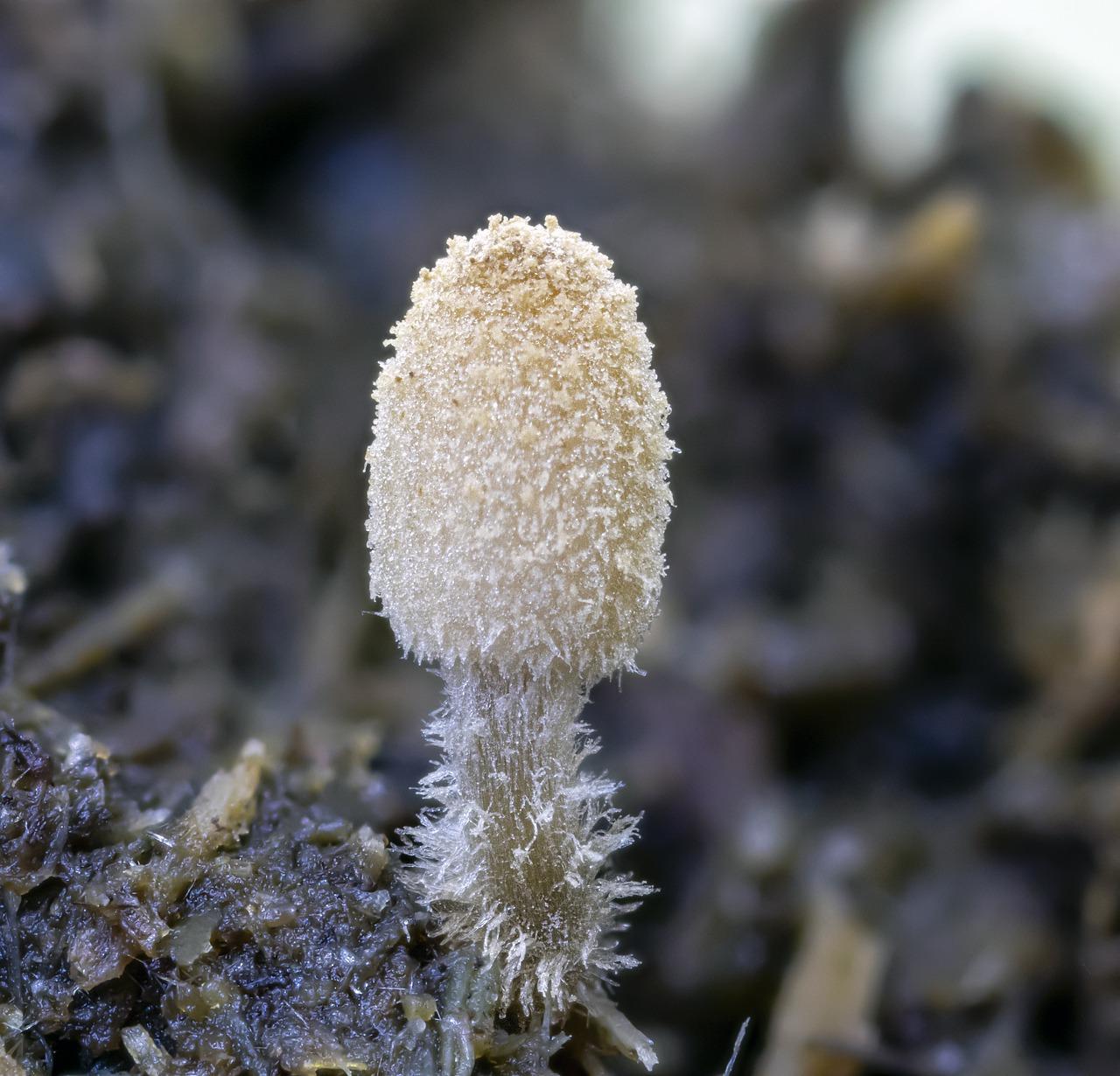 5. 紫米粒组织培养