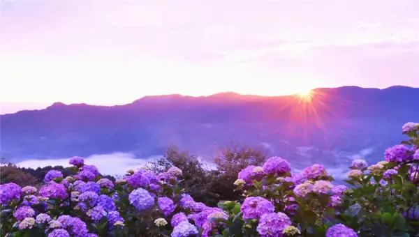 绣球花 萤火虫 风铃祭 雨伞天空 在日本の盛夏赴一场清新之约 知乎