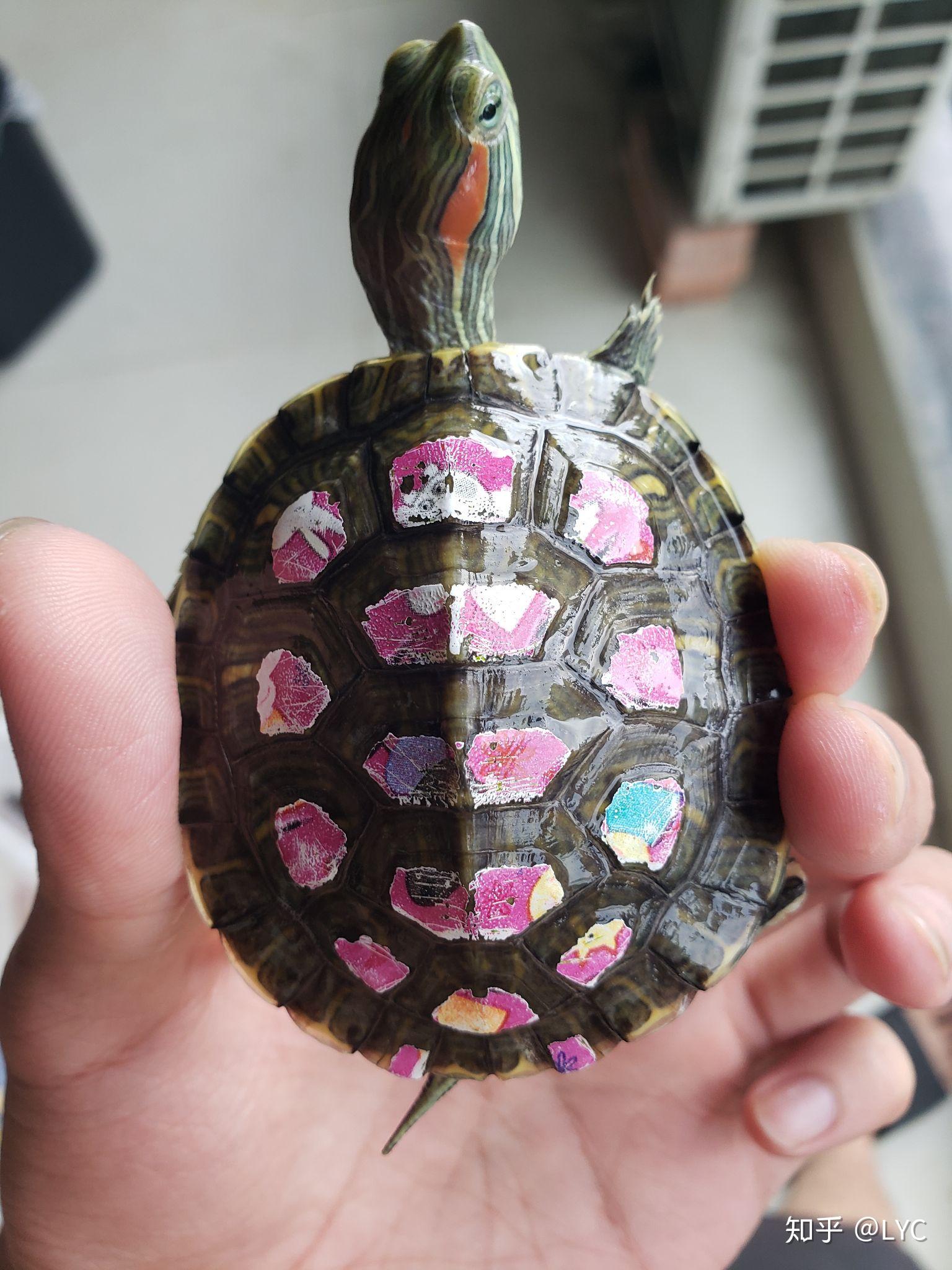 染色 彩绘 喷漆 巴西龟 炫彩龟 彩壳龟,不小心得到了能不能养活该怎么